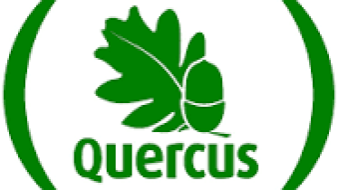 quercus lisbon